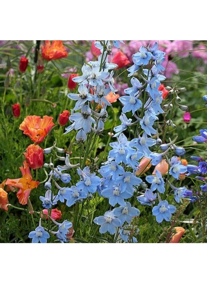 200 Pcs Larkspur Clivedon Beauty - Delphinium Cultorum Belladonna Flower Seeds, Home Garden Planting by Heavy Torch Mix Color - Image 2